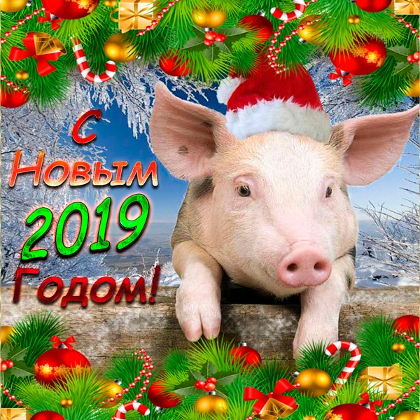 Поздравления С Новым Годом Свиньи Друзьям Прикольные